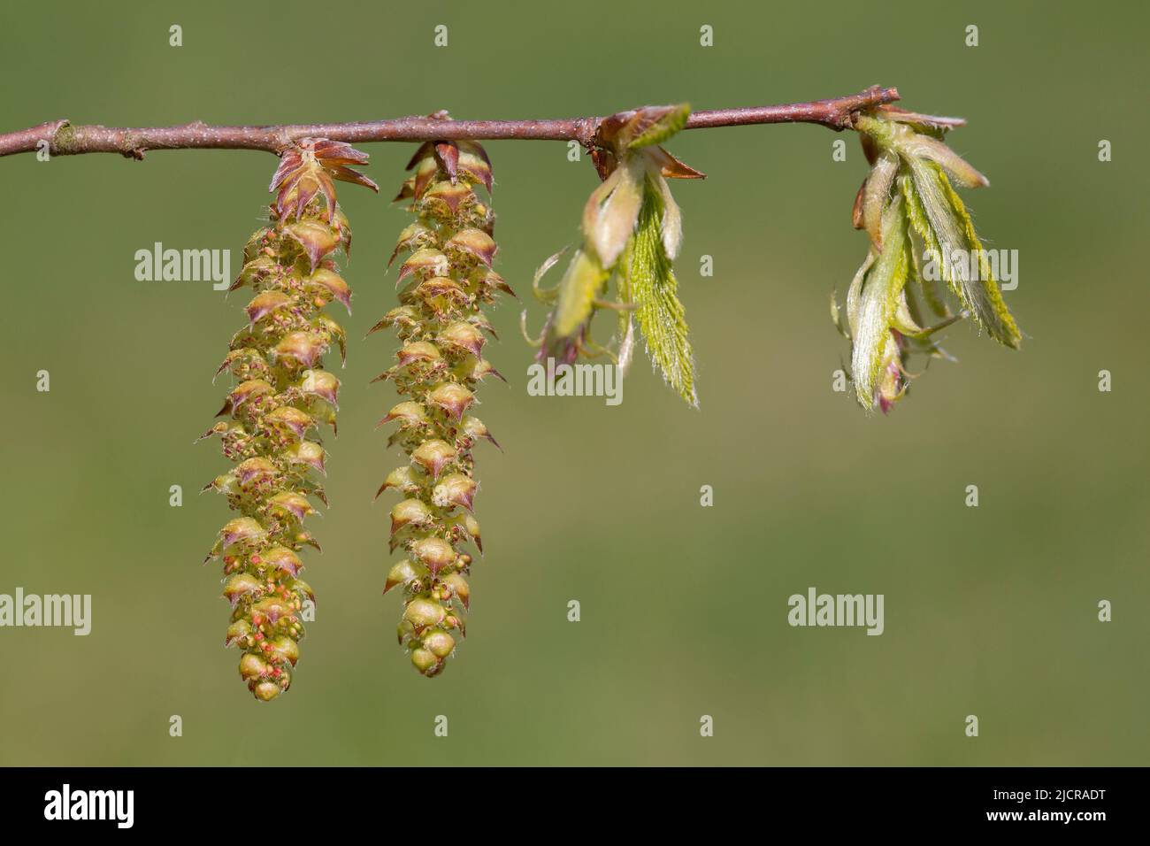 Common Hornbeam, European Hornbeam (Carpinus betulus). Twig with male ...