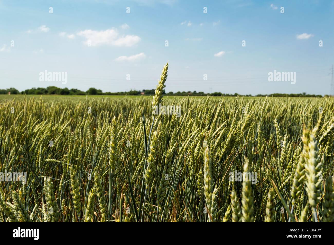 Wheat field on a nice summer day, agricultural concept Stock Photo