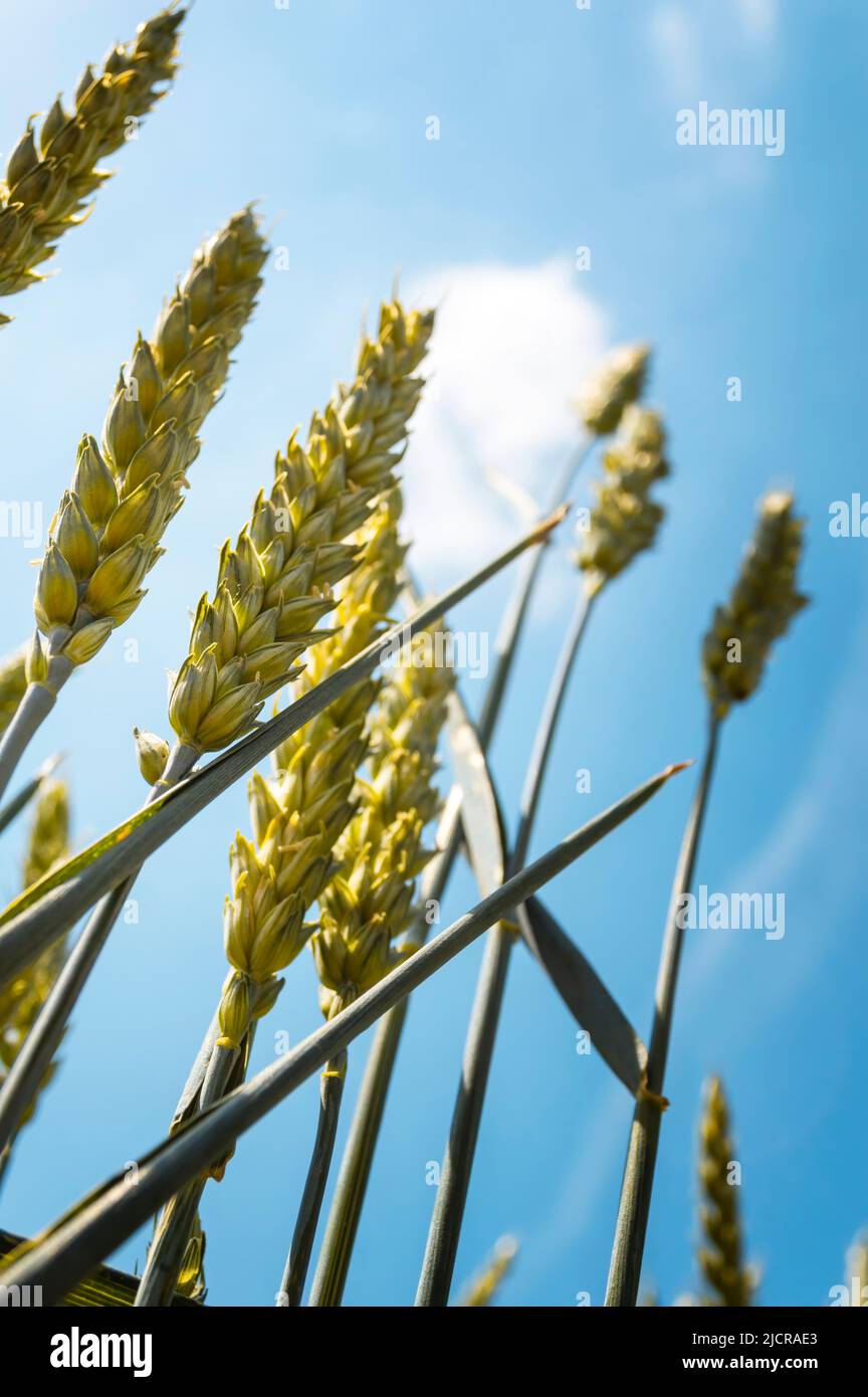 Wheat field on a nice summer day, agricultural concept Stock Photo