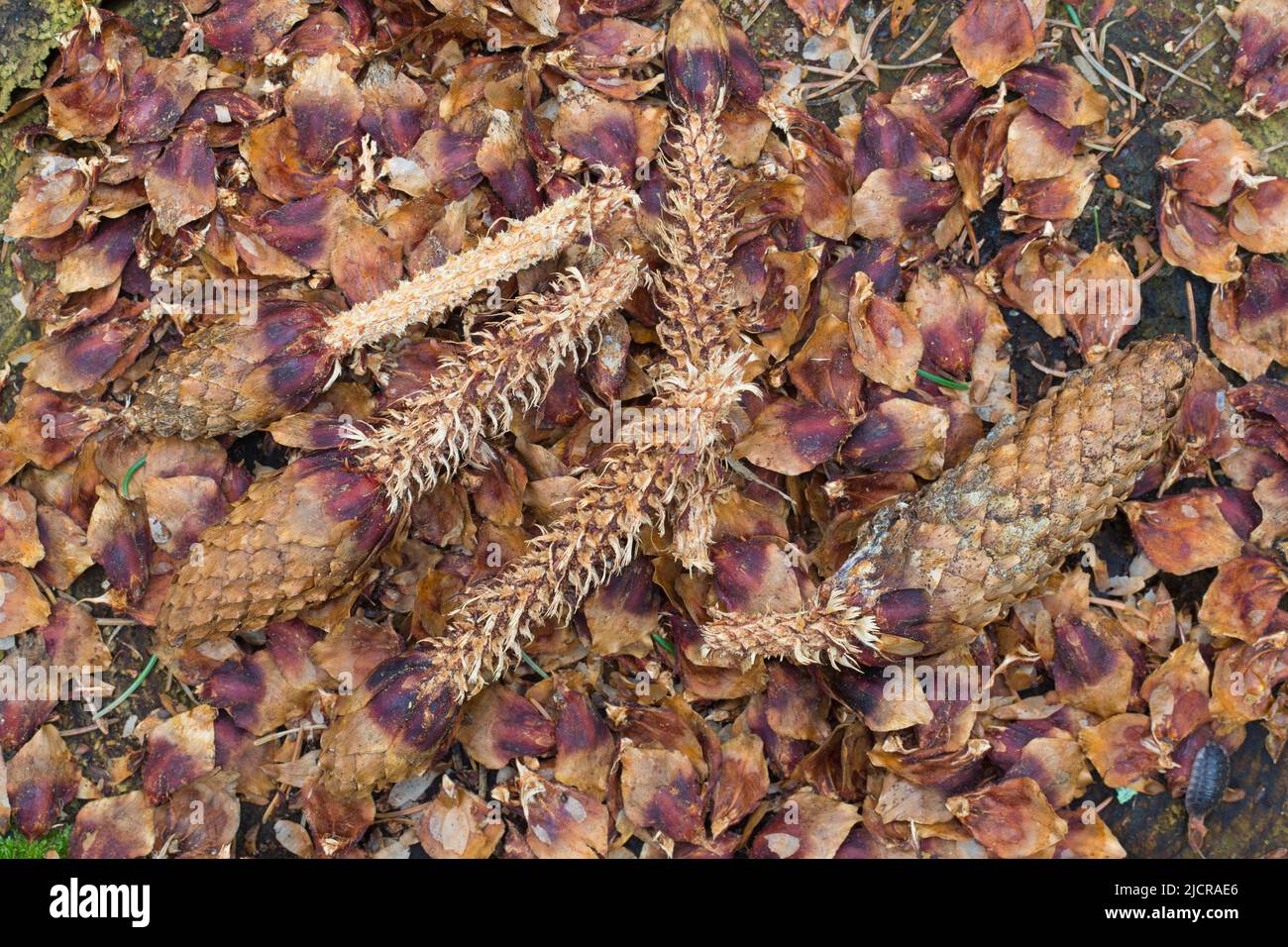 Spruce (Picea abies) cones eaten by a Red Squirrels (Sciurus vulgaris). Germany Stock Photo