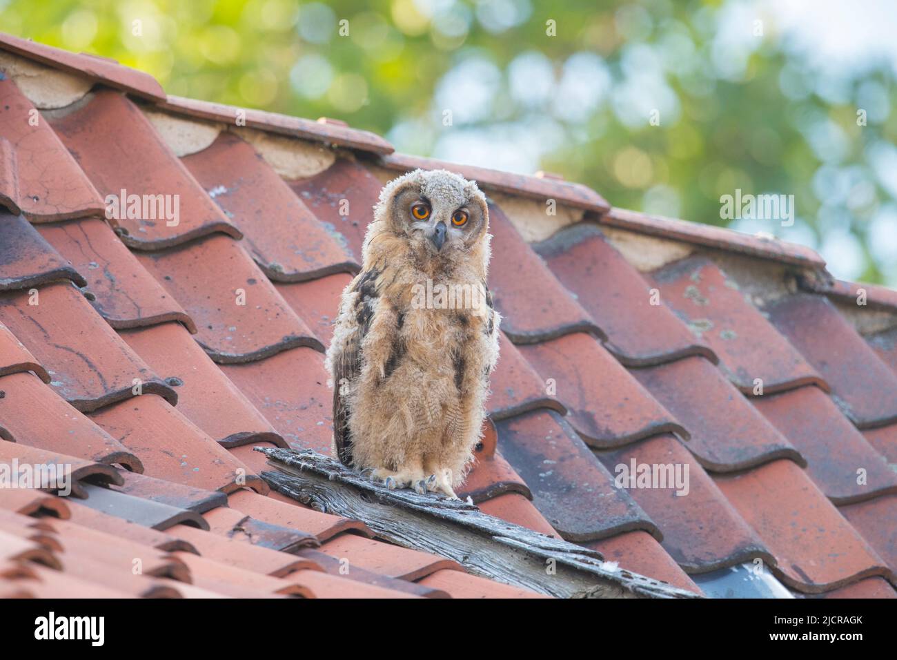 European Eagle Owl (Bubo bubo). Owlet on a roof. Germany Stock Photo Alamy