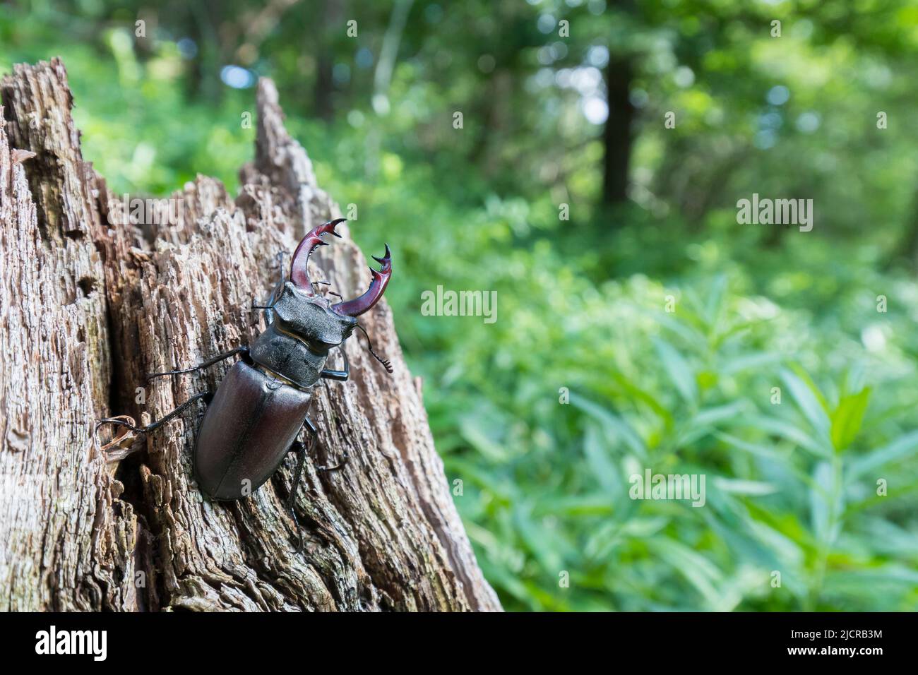 European Stag Beetle (Lucanus cervus). Male on decaying wood. Germany ...