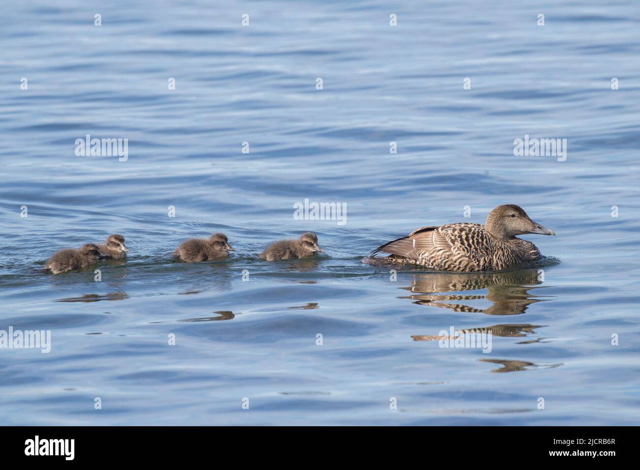 Common Eider (Somateria mollissima). Females with ducklings, swimming. Iceland Stock Photo