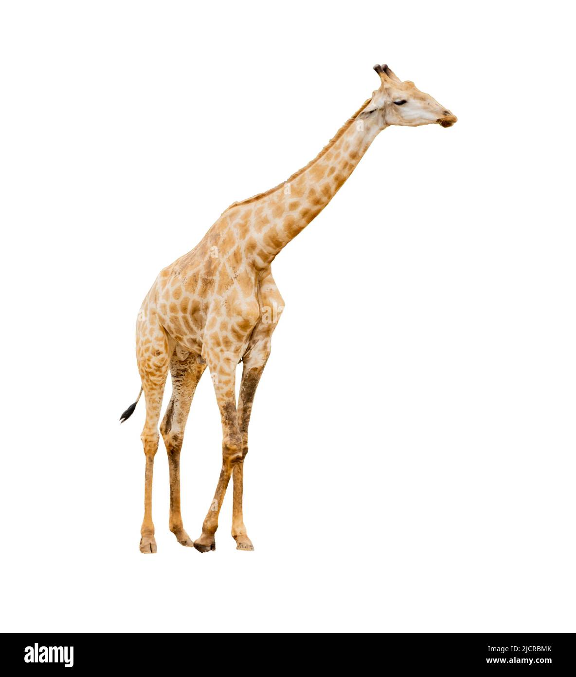 Giraffe isolated on white background with clipping path Stock Photo