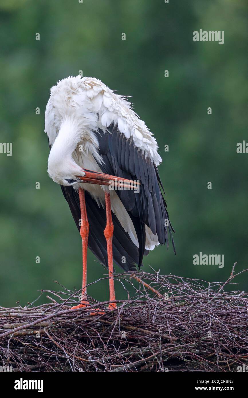 White Stork (Ciconia ciconia). Adult preening after a rain shower. Germany Stock Photo