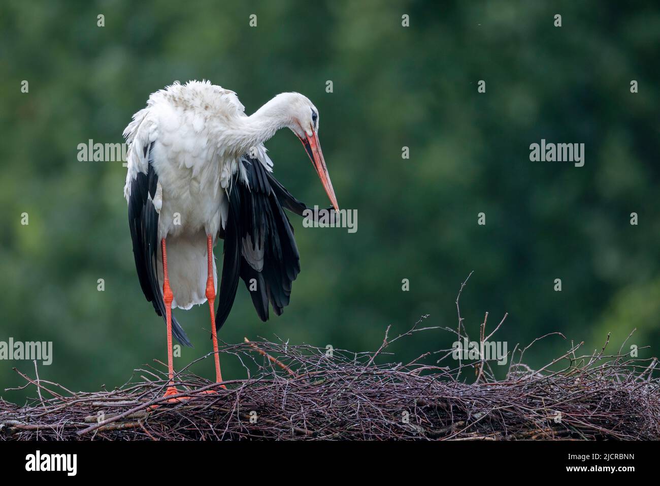 White Stork (Ciconia ciconia). Adult preening after a rain shower. Germany Stock Photo