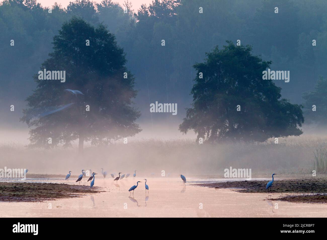 Gray Herons (Ardea cinerea) and Great White Egrets (Ardea alba) standing in a lake in the first morning light. Saxony, Germany Stock Photo