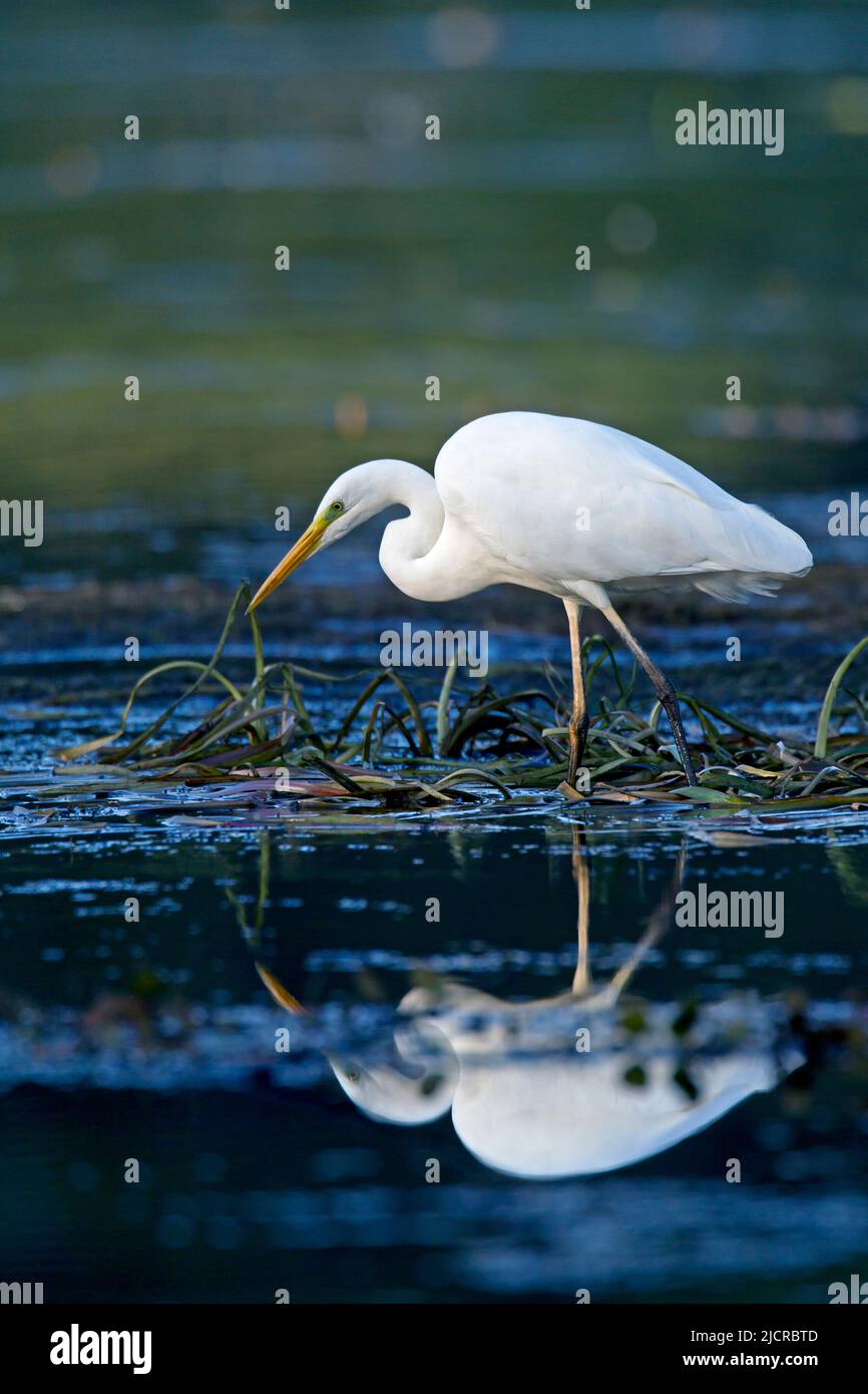 Great White Egret (Ardea alba). Adult foraging in shallow water. Germany Stock Photo