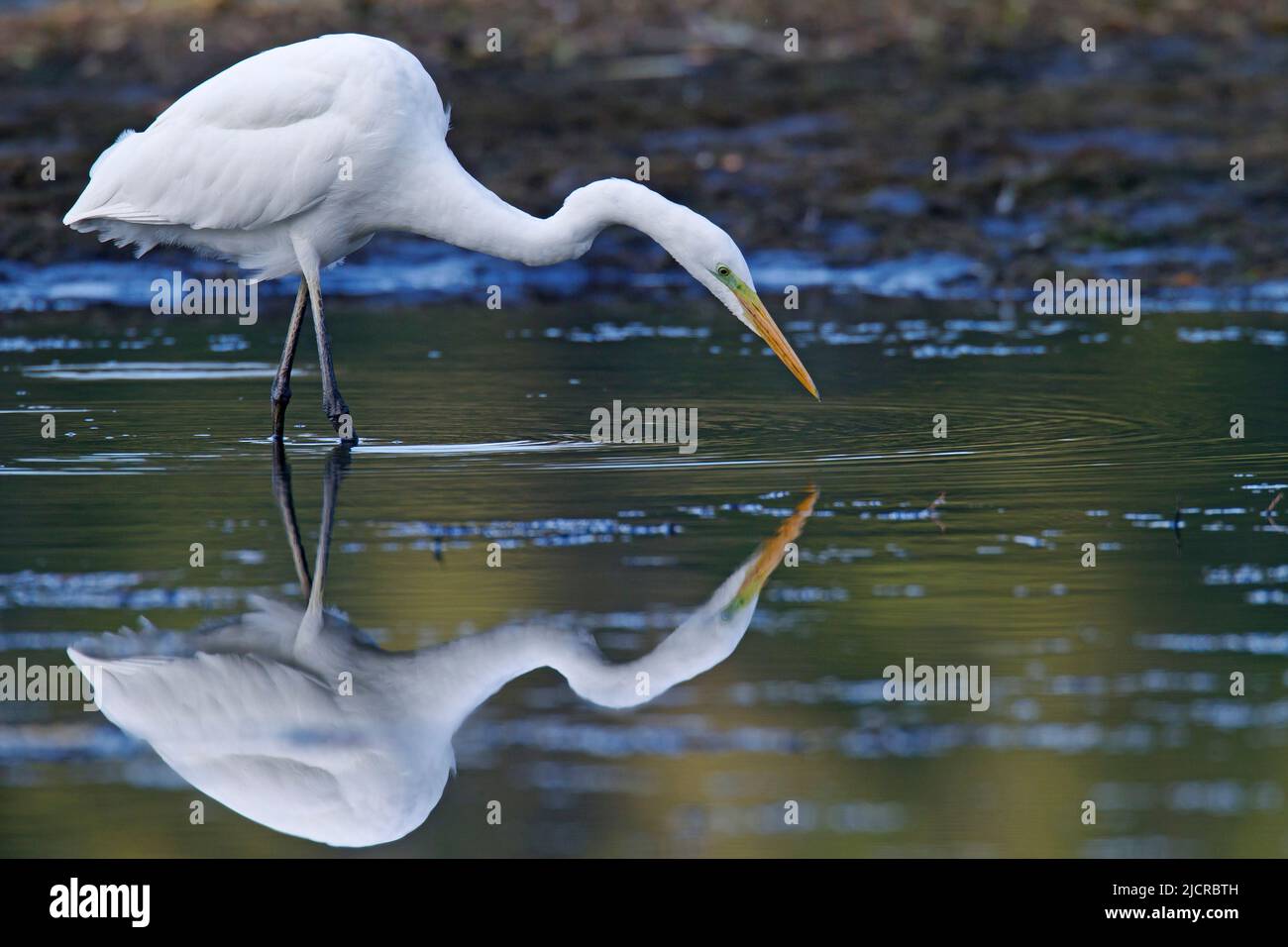 Great White Egret (Ardea alba). Adult foraging in shallow water. Germany Stock Photo