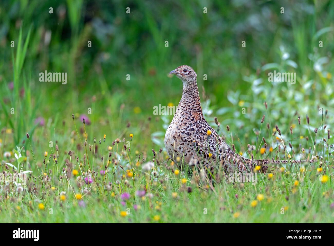 Common Pheasant, Ring-necked Pheasant (Phasianus colchicus). Frequently the hen interrupts the search for food and observes the surroundings attentively. Germany Stock Photo