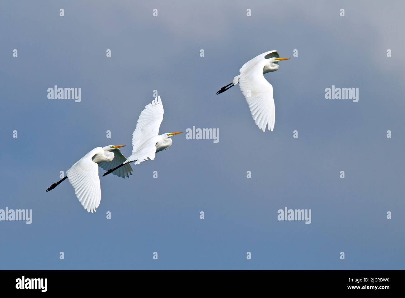 Common egret (Ardea alba). Three adults in non-breeding plumage in flight. Germany Stock Photo