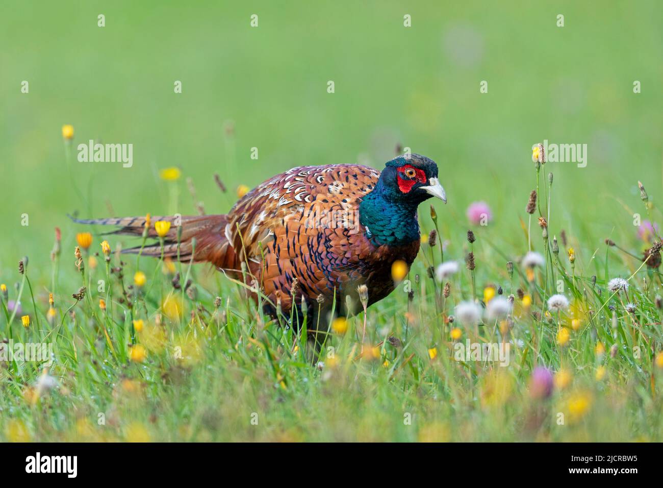 Common Pheasant (Phasianus colchicus). Cock in breeding plumage foraging in the early morning on a wildflower meadow. Germany Stock Photo