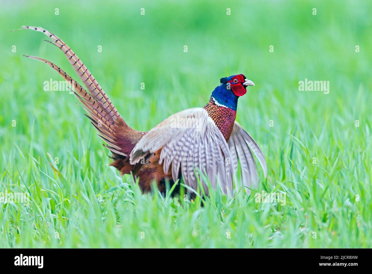 Common Pheasant (Phasianus colchicus). Cock in breeding plumage displaying in grass. Germany Stock Photo