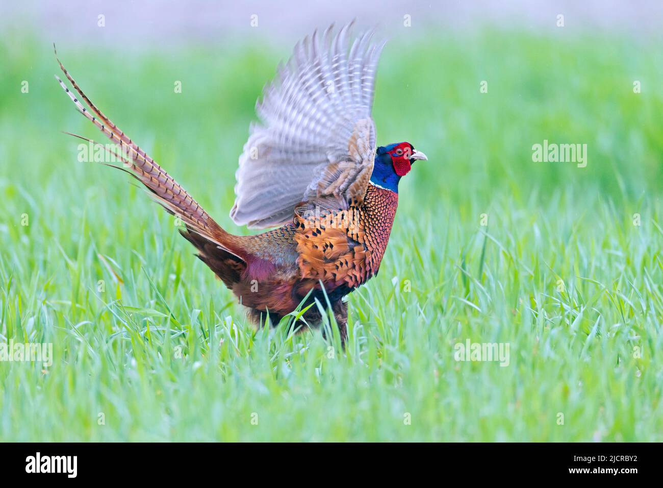 Common Pheasant (Phasianus colchicus). Cock in breeding plumage displaying in grass. Germany Stock Photo