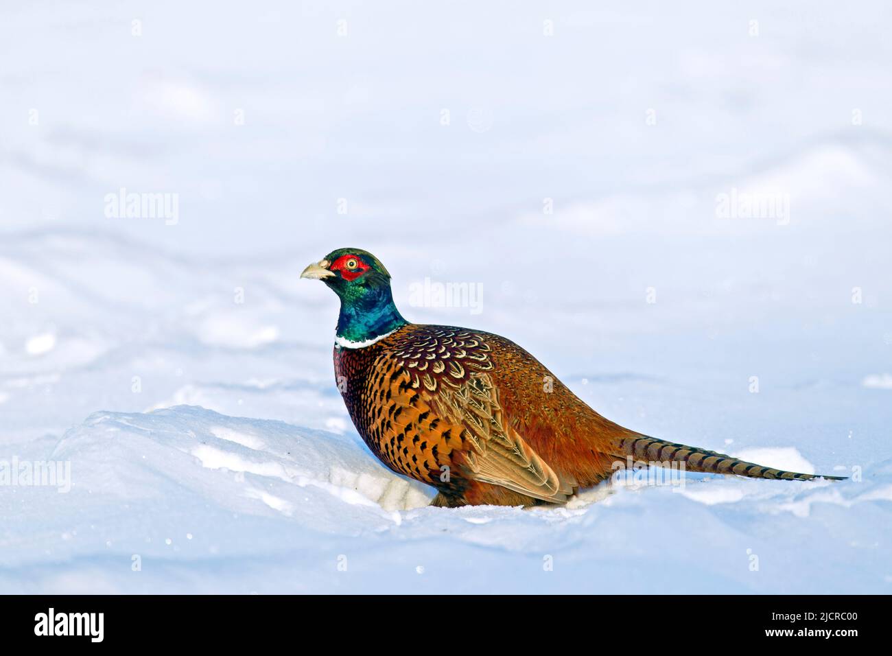 Common Pheasant, Ring-necked Pheasant (Phasianus colchicus). Cock standing in snow. Germany Stock Photo