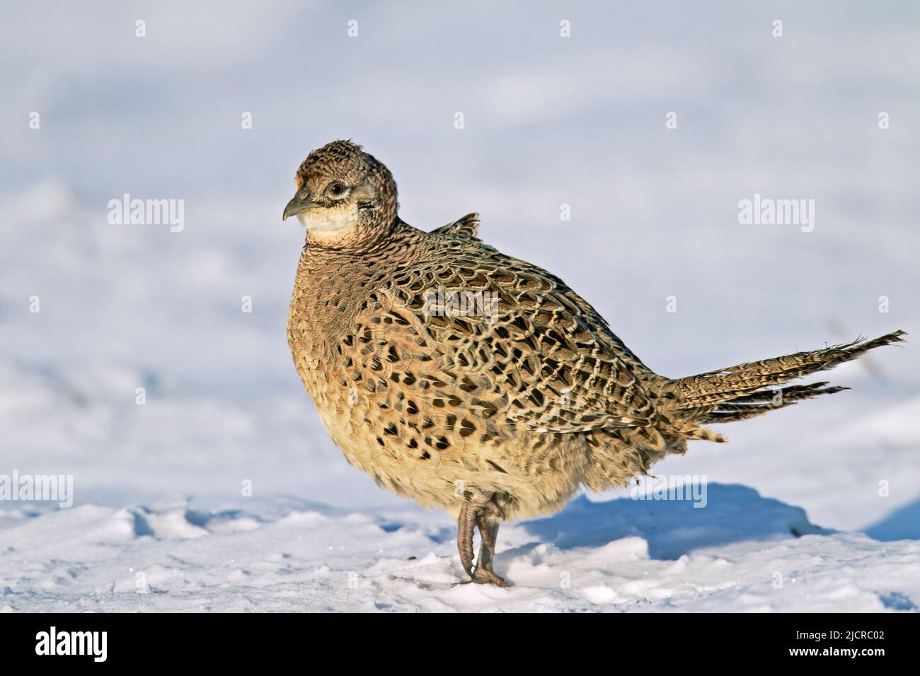Common Pheasant, Ring-necked Pheasant (Phasianus colchicus). Hen walking in snow. Germany Stock Photo