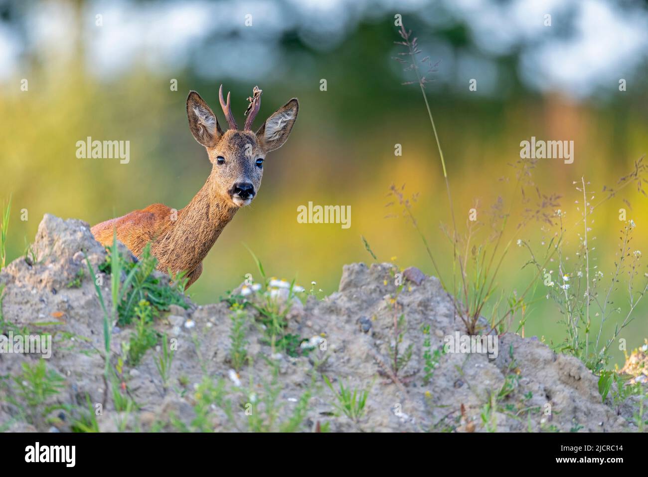 Western Roe Deer (Capreolus capreolus). Curious roebuck looks over a mound of earth. Germany Stock Photo