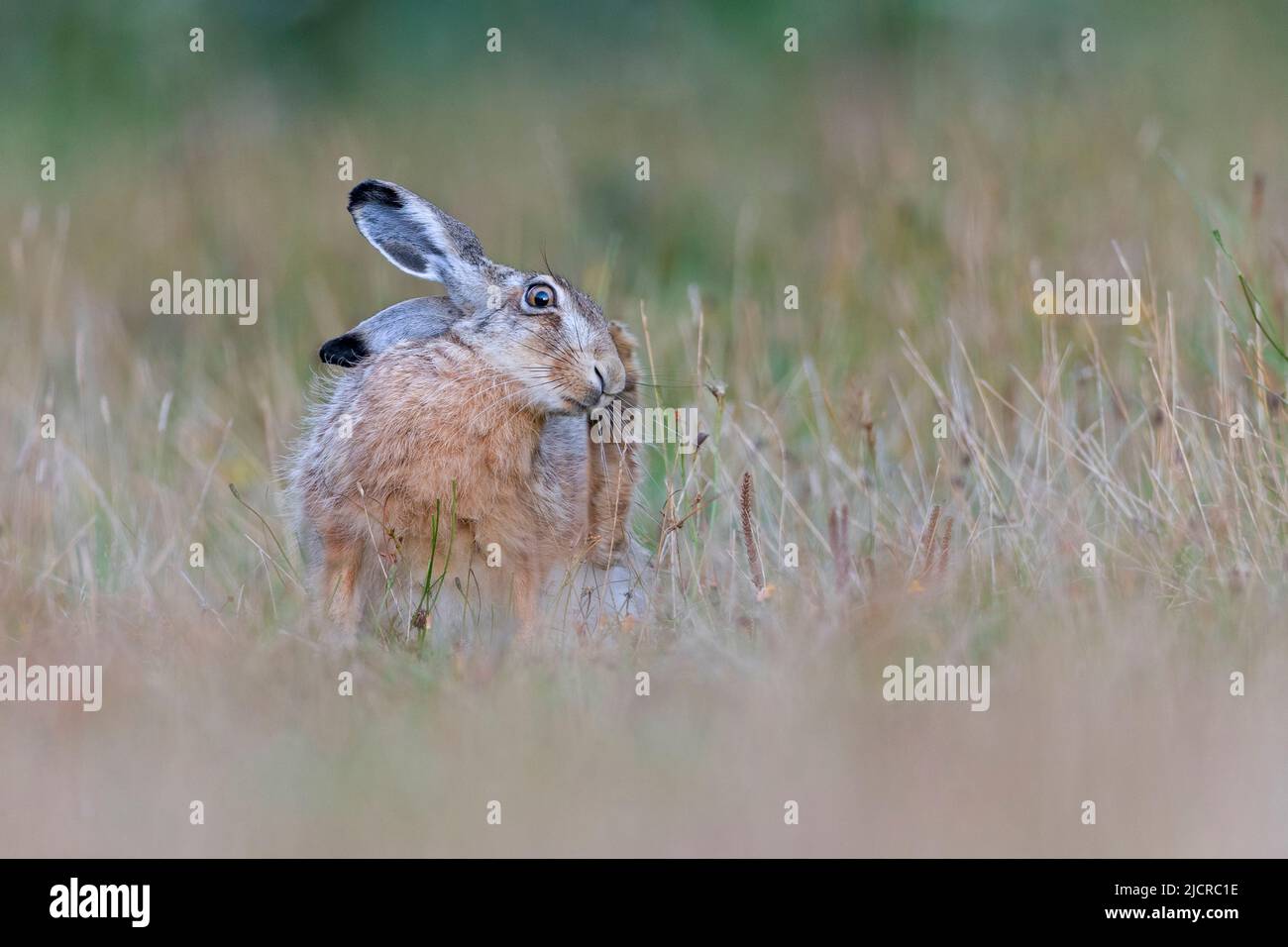 European Brown Hare (Lepus europaeus). With the paw from the hind leg the hare can reach even hard to reach parts of the body for scratching Germany Stock Photo