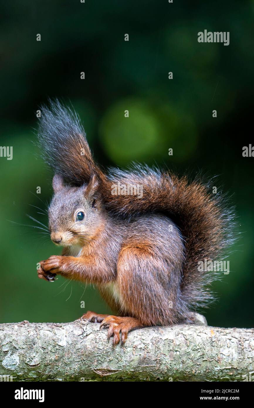 European Red Squirrel (Sciurus vulgaris). Adult on a tree branch ...