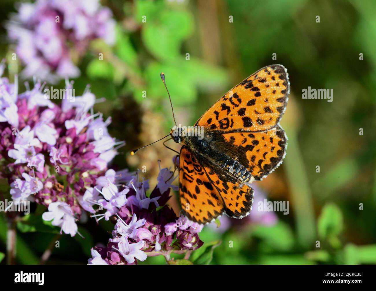 Lesser Marbled Fritillary (Brenthis ino). Butterfly on Wild Majoram, flowers. Germany Stock Photo