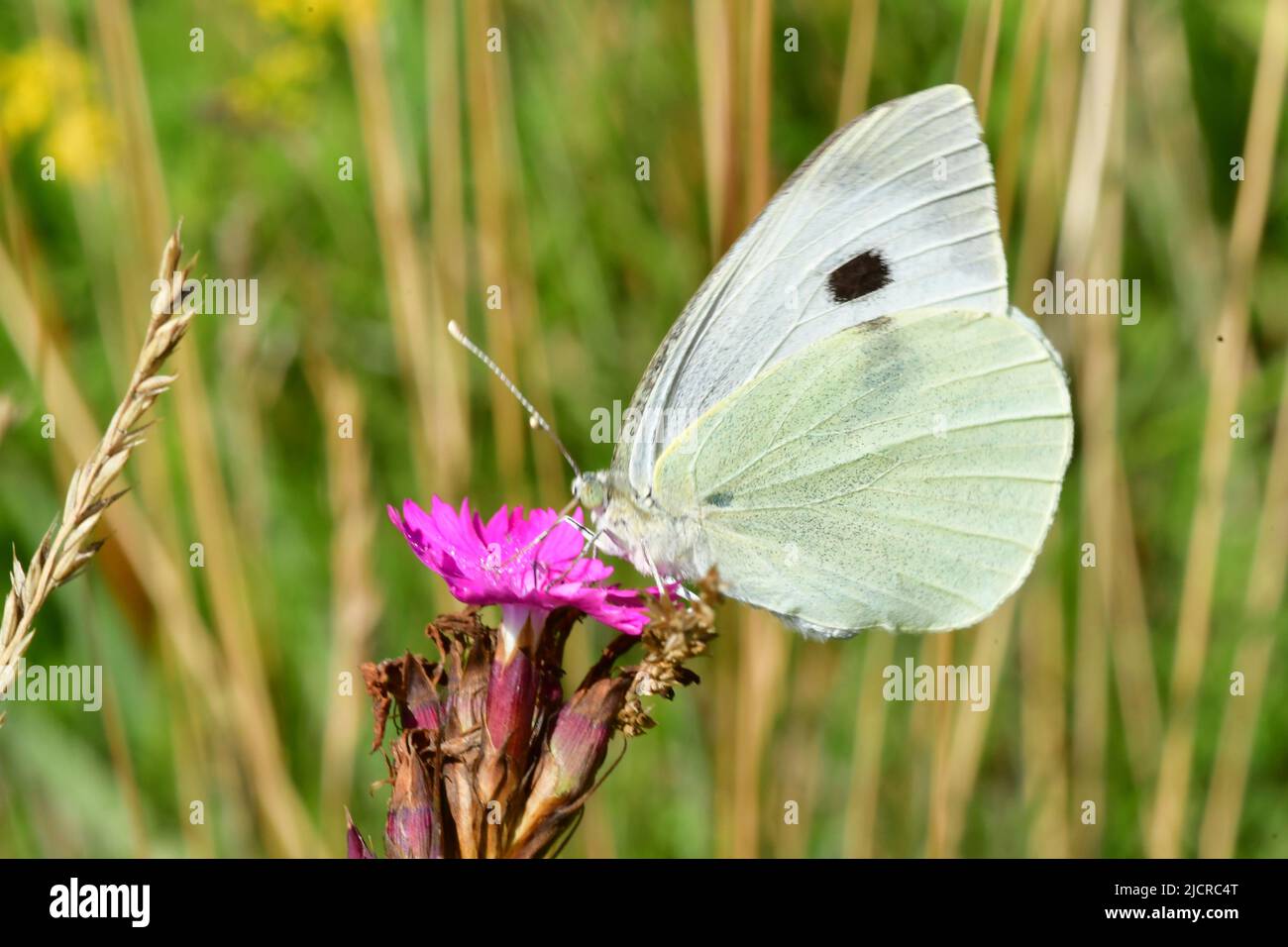 Large White (Pieris rapae). Female on Carthusian Pink flower. Germany Stock Photo