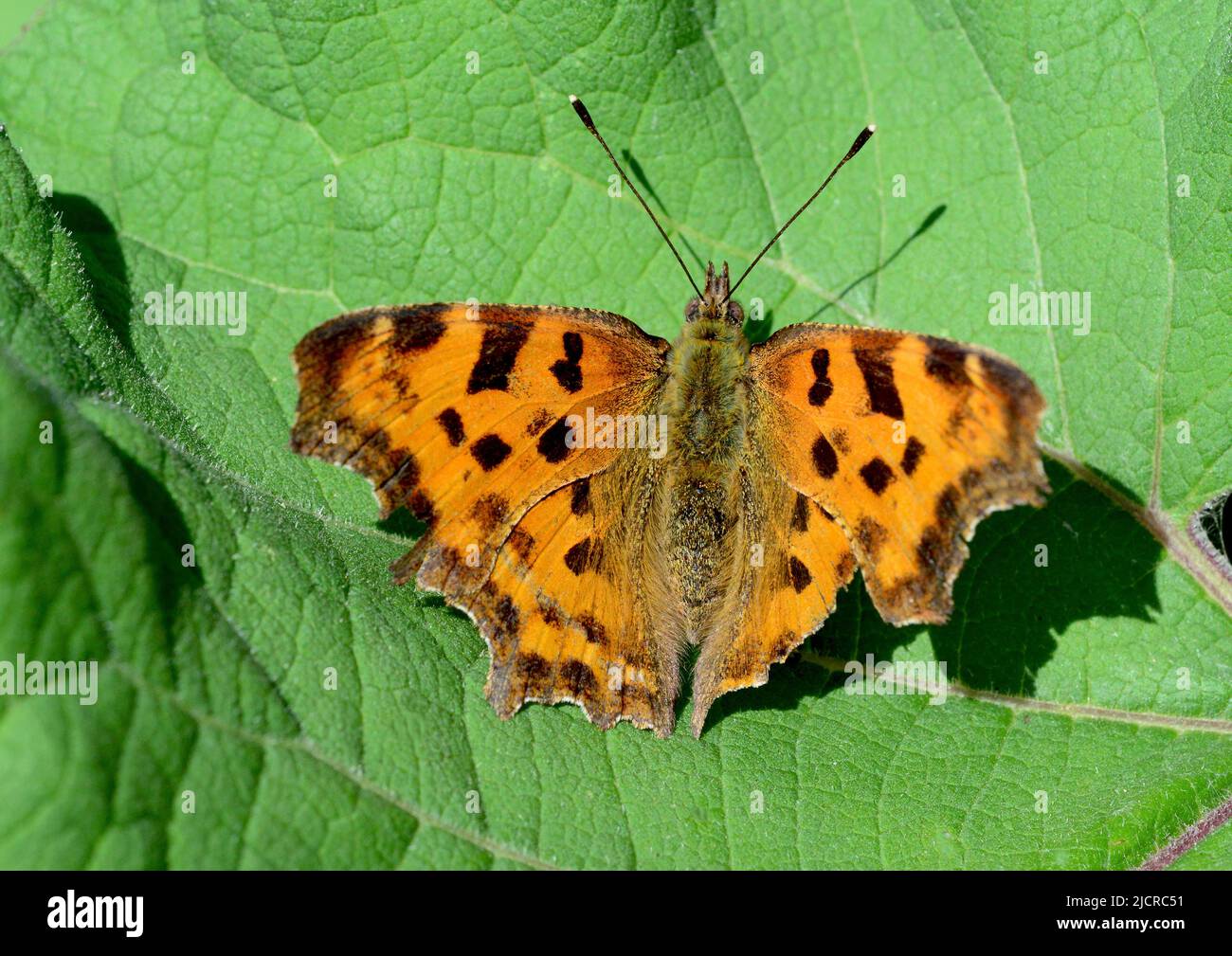 Comma (Polygonia c-album, Comma c-album, Nymphalis c-album). Butterfly taking a sunbath on a Burdock leaf. Germany Stock Photo