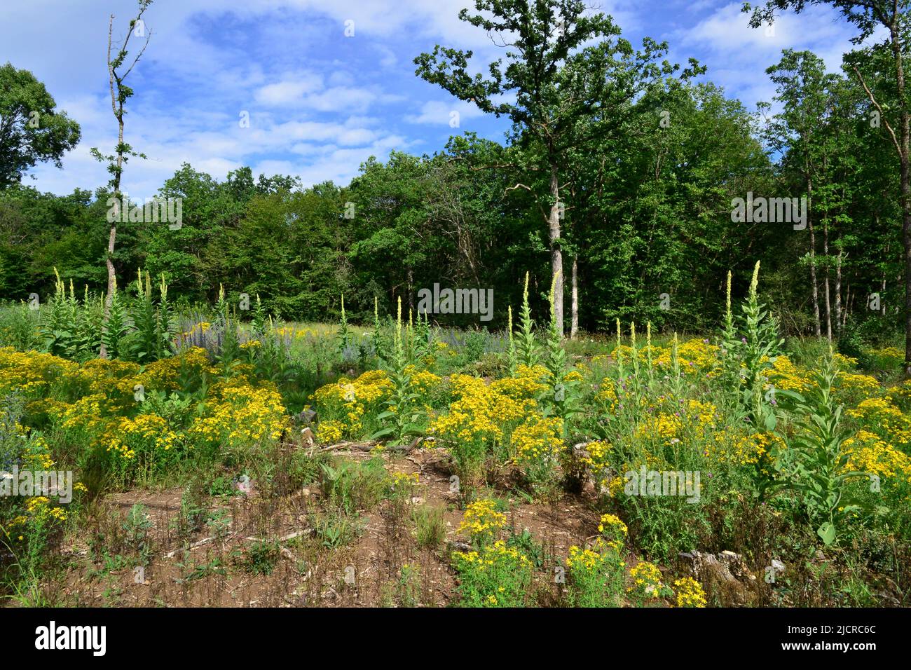 Dense population of flowering wild plants on calcareous grassland. Germany Stock Photo
