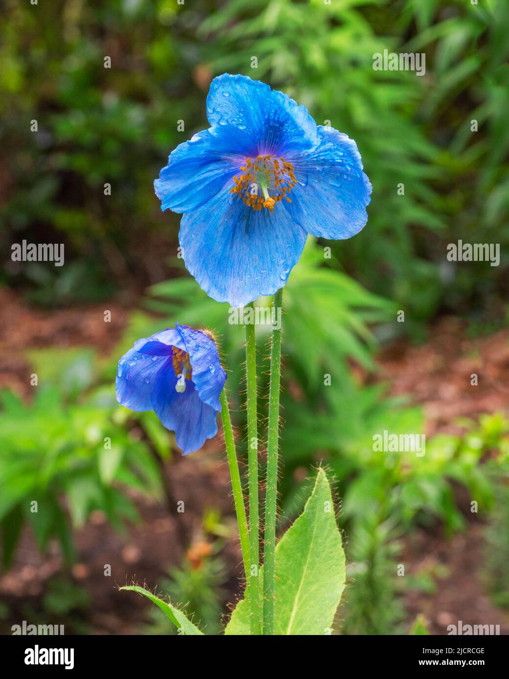Blue poppy blooms with raindrops on the petals. Unusual form of the garden variety which is difficult to grow Stock Photo