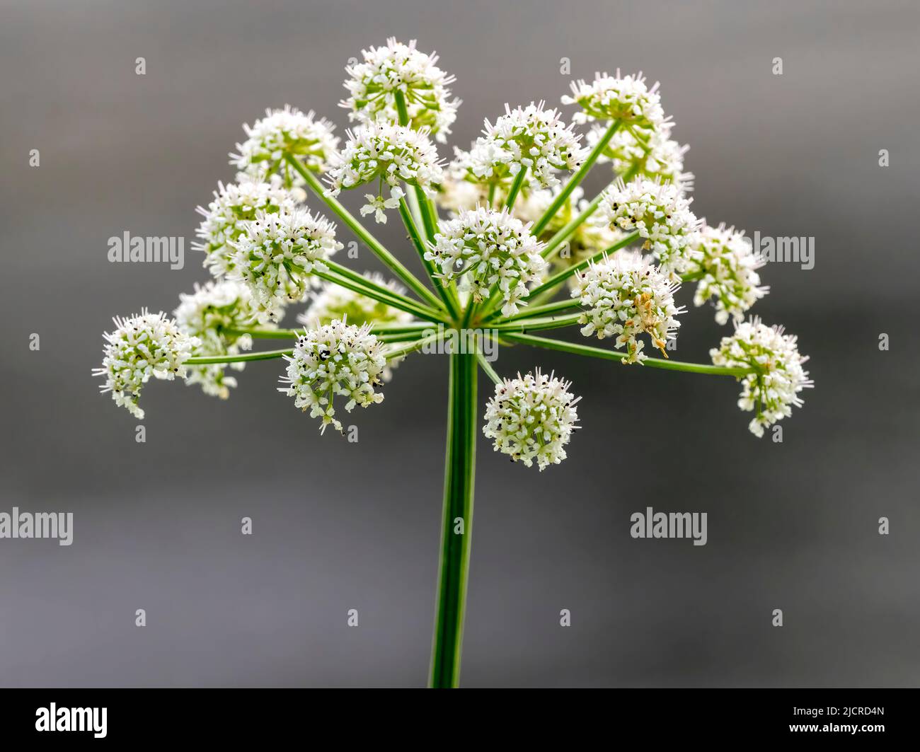 A flower head of Cow Parsley (Anthriscus sylvestris), photographed against an out of focus background Stock Photo