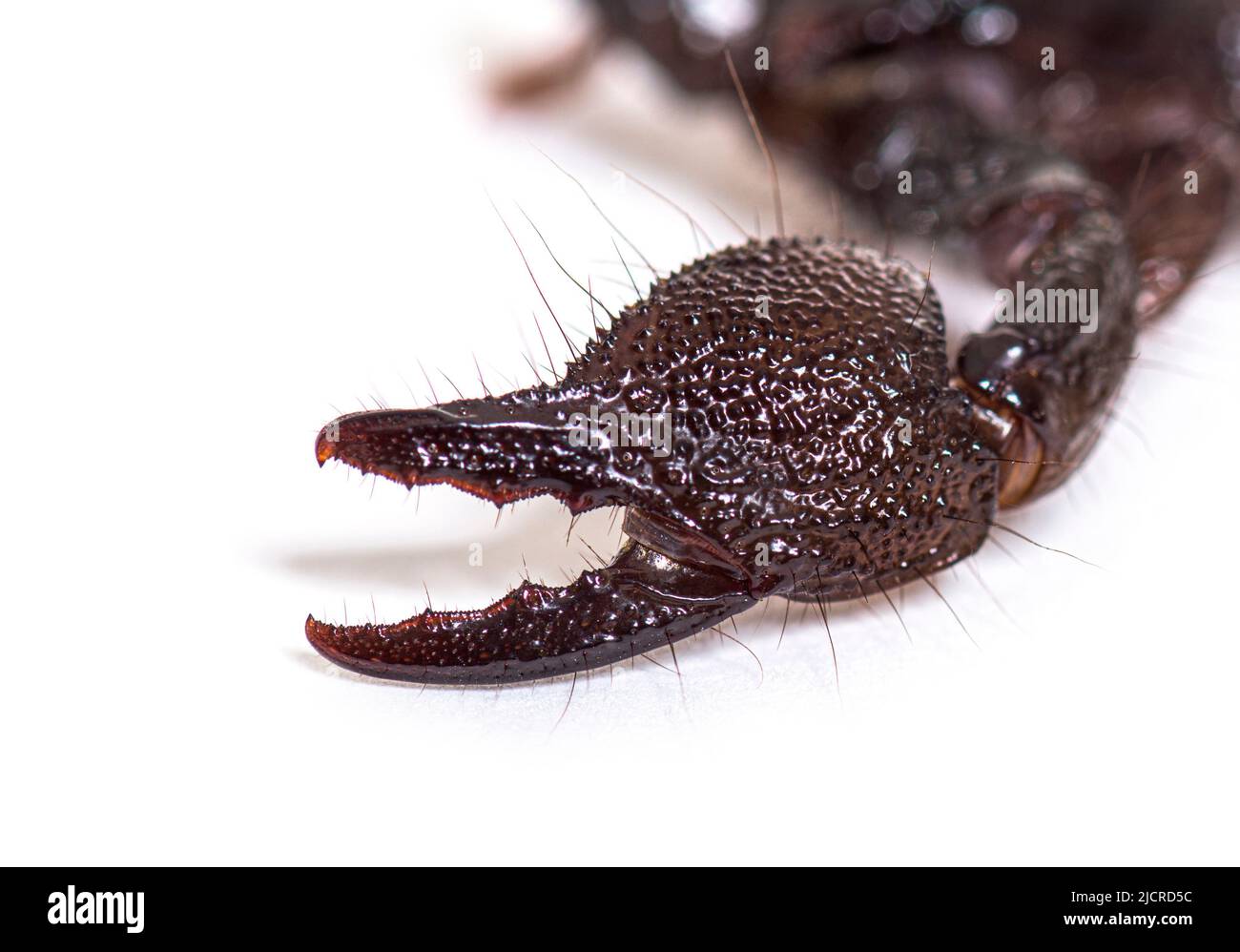 Claw of a Juvenile Emperor scorpion, Pandinus imperator, isolated Stock Photo