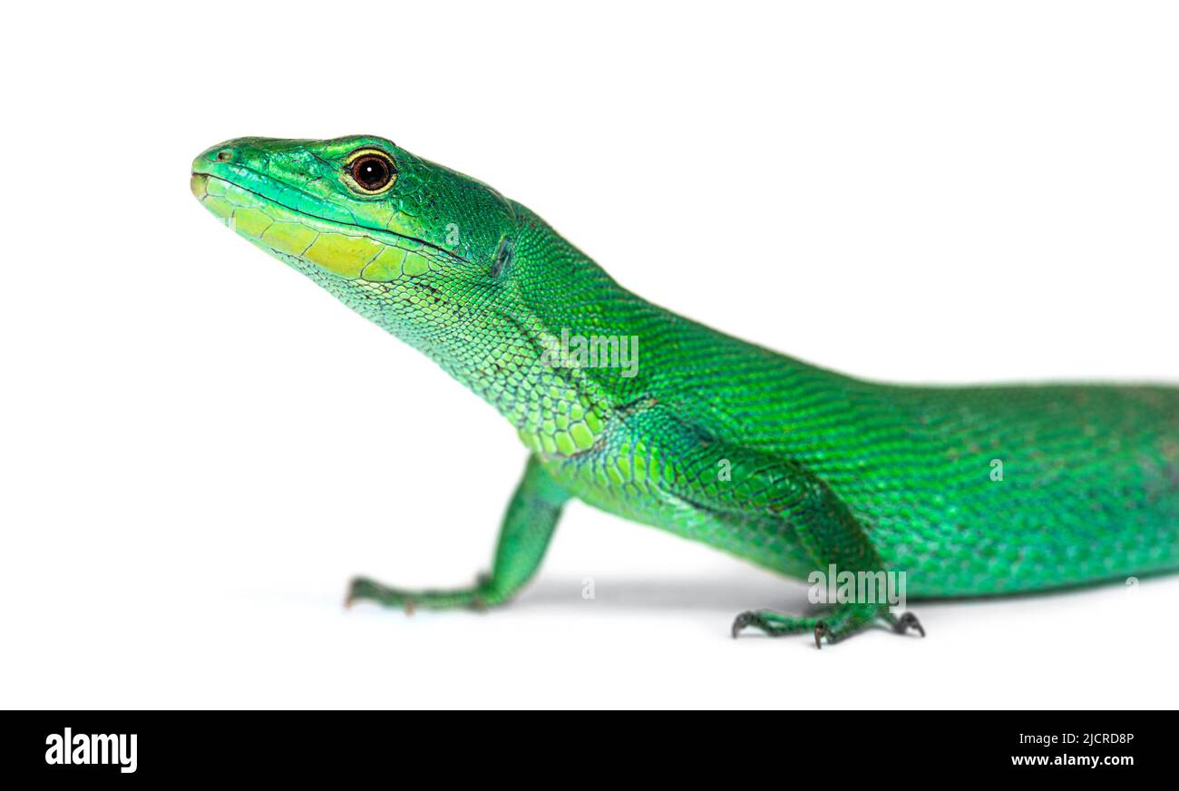 Green keel-bellied lizard, Gastropholis prasina, isolated on white