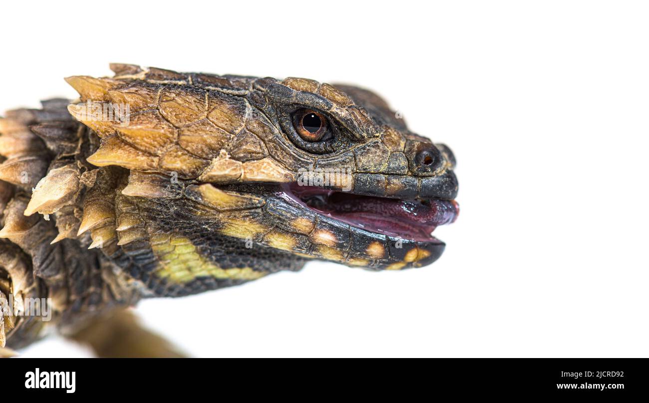 Mushuk gimnastikasi fotosurati