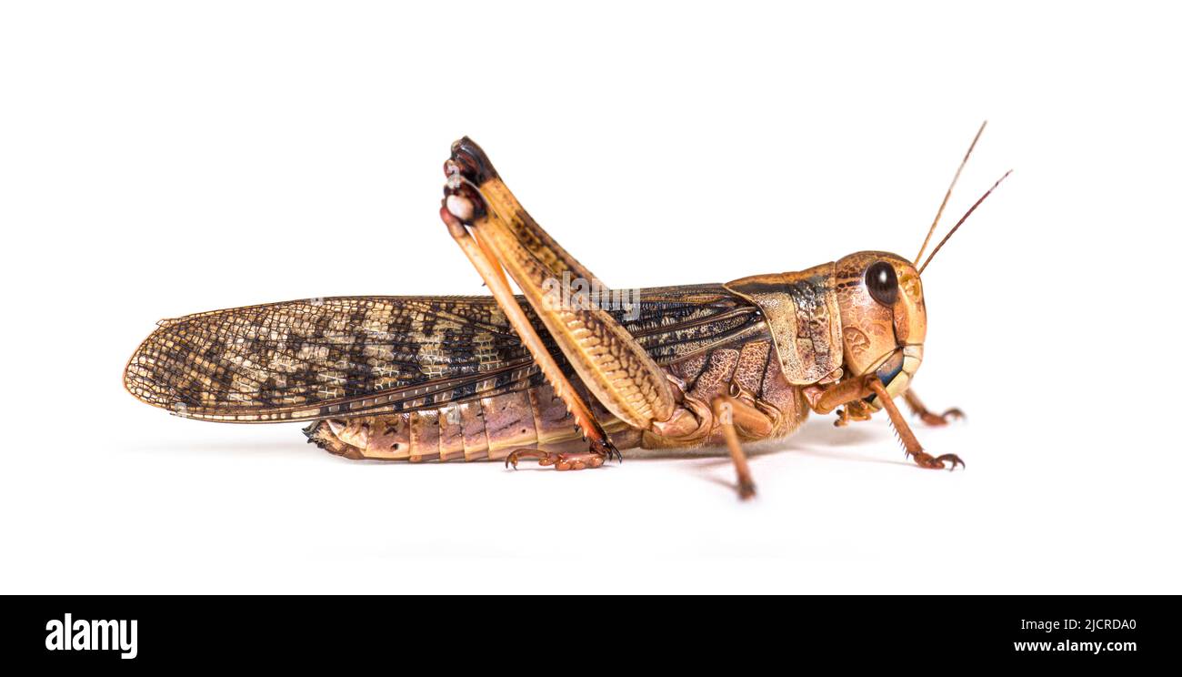Side view of Adulte Desert locust, Schistocerca gregaria, isolated Stock Photo