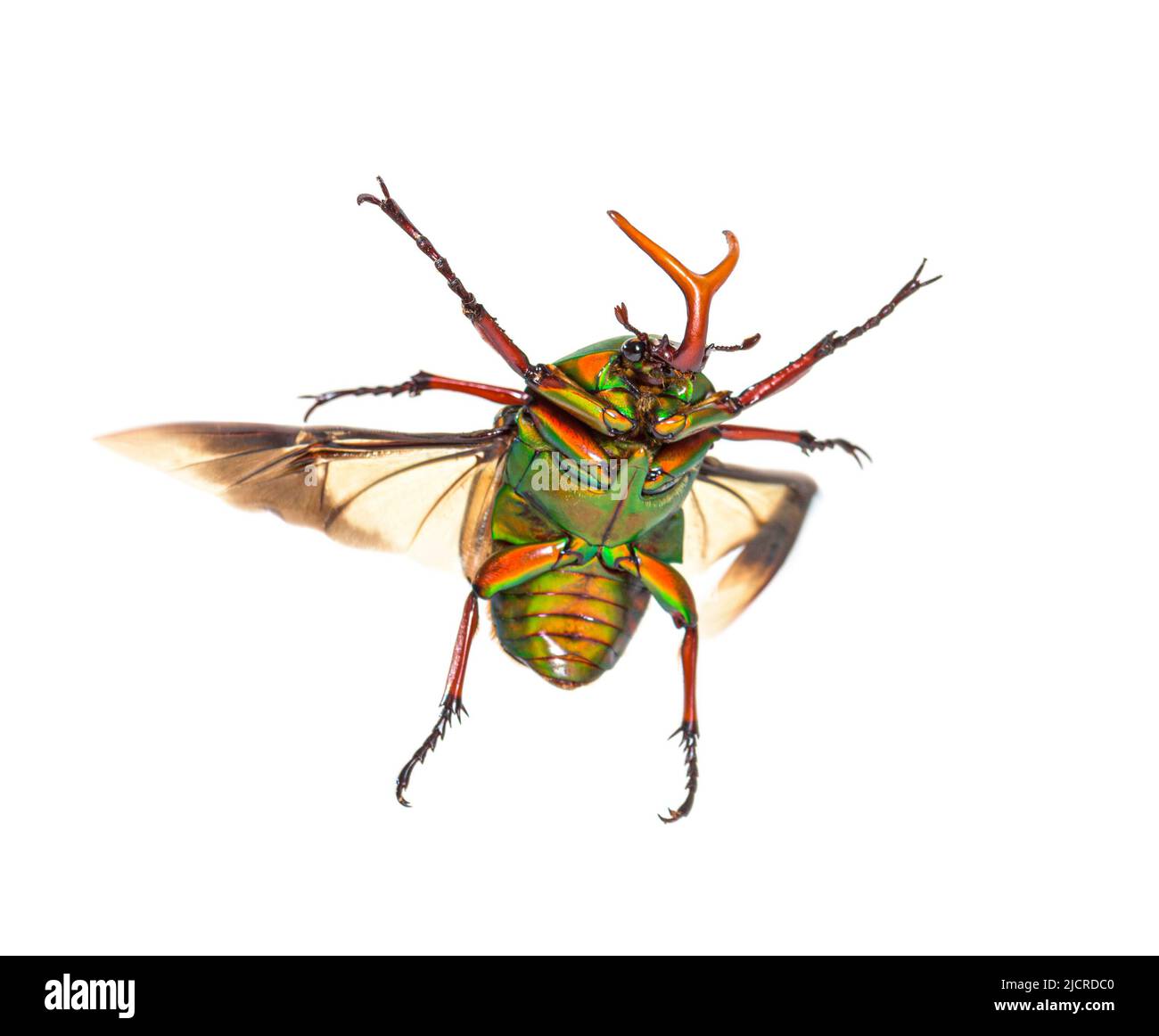 Flamboyant flower beetle, Eudicella gralli species Stock Photo - Alamy