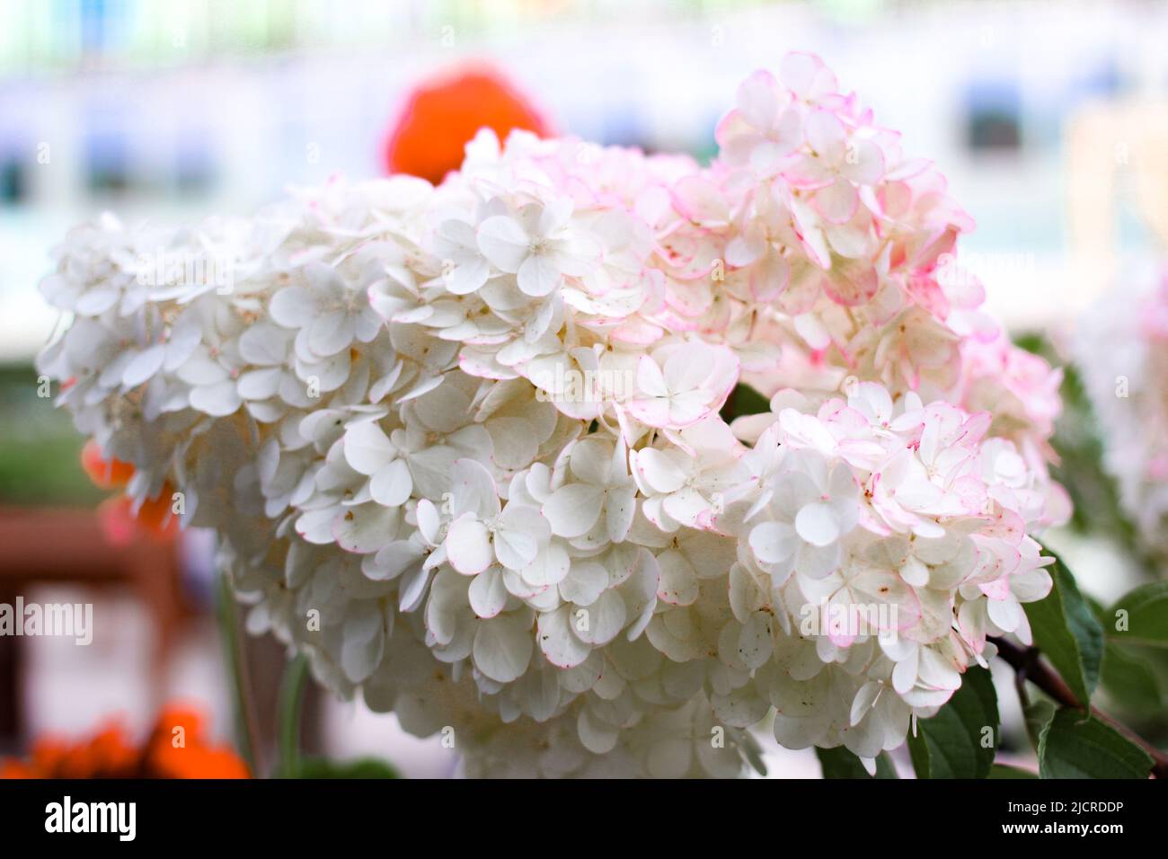 Beautiful hydrangea flowers in summer garden Stock Photo - Alamy