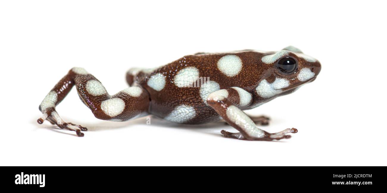 Maranon poison frog; dendro, Excidobates mysteriosus Stock Photo