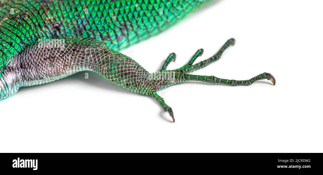 Green keel-bellied lizard foot, Gastropholis prasina, isolated on white Stock Photo