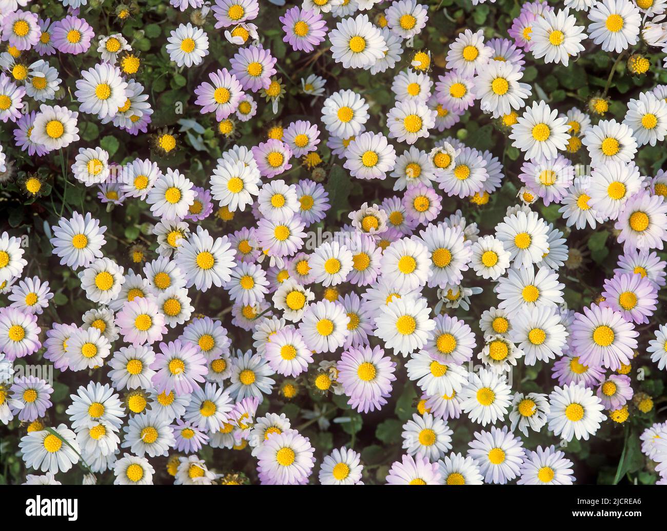 Common Daisy, English Daisy, Meadow Daisy (Bellis perennis). Many flowers seen from above Stock Photo