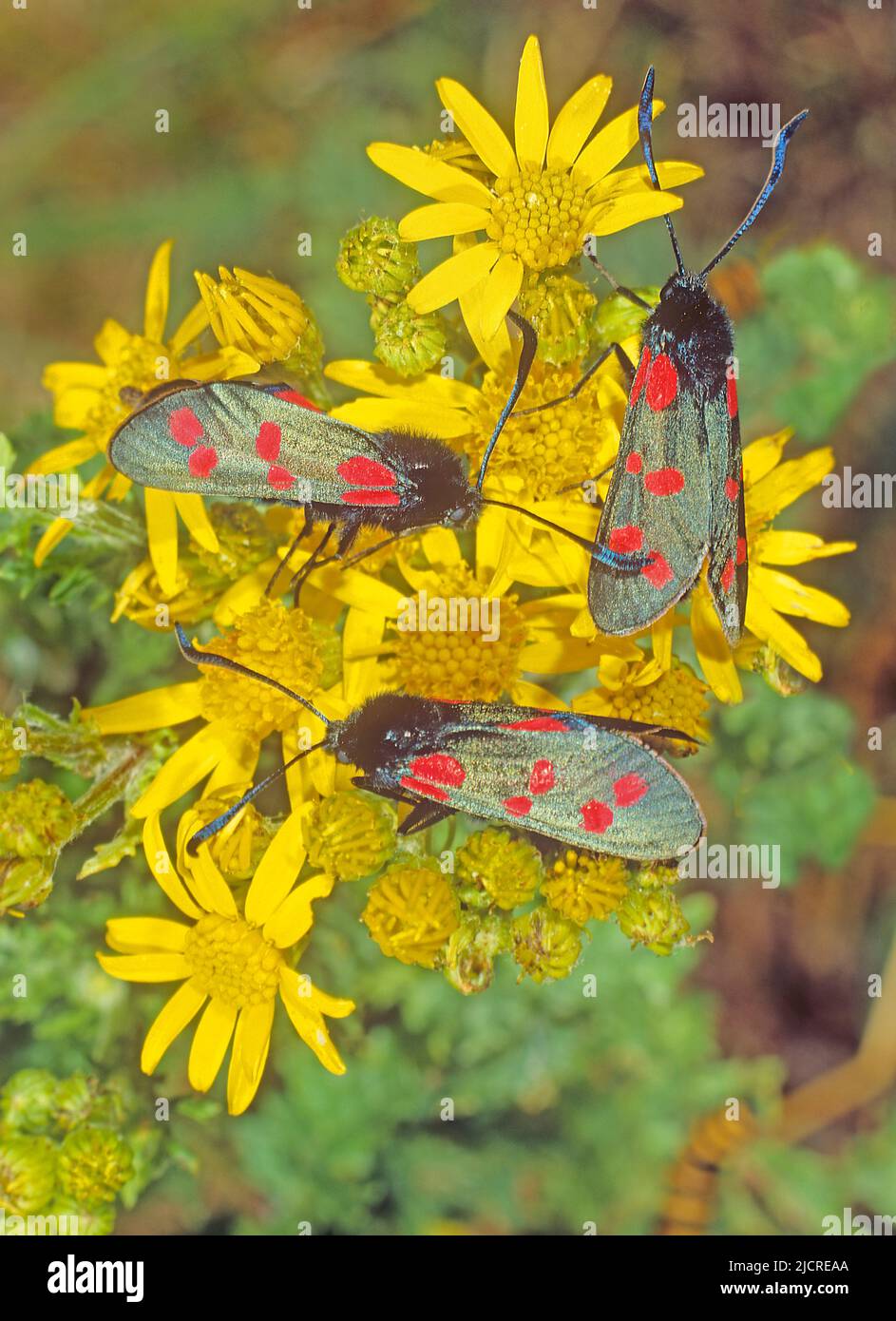 Six-spot Burnet (Zygaena filipendulae). Three moths on Common Ragwort flowers. Austria Stock Photo