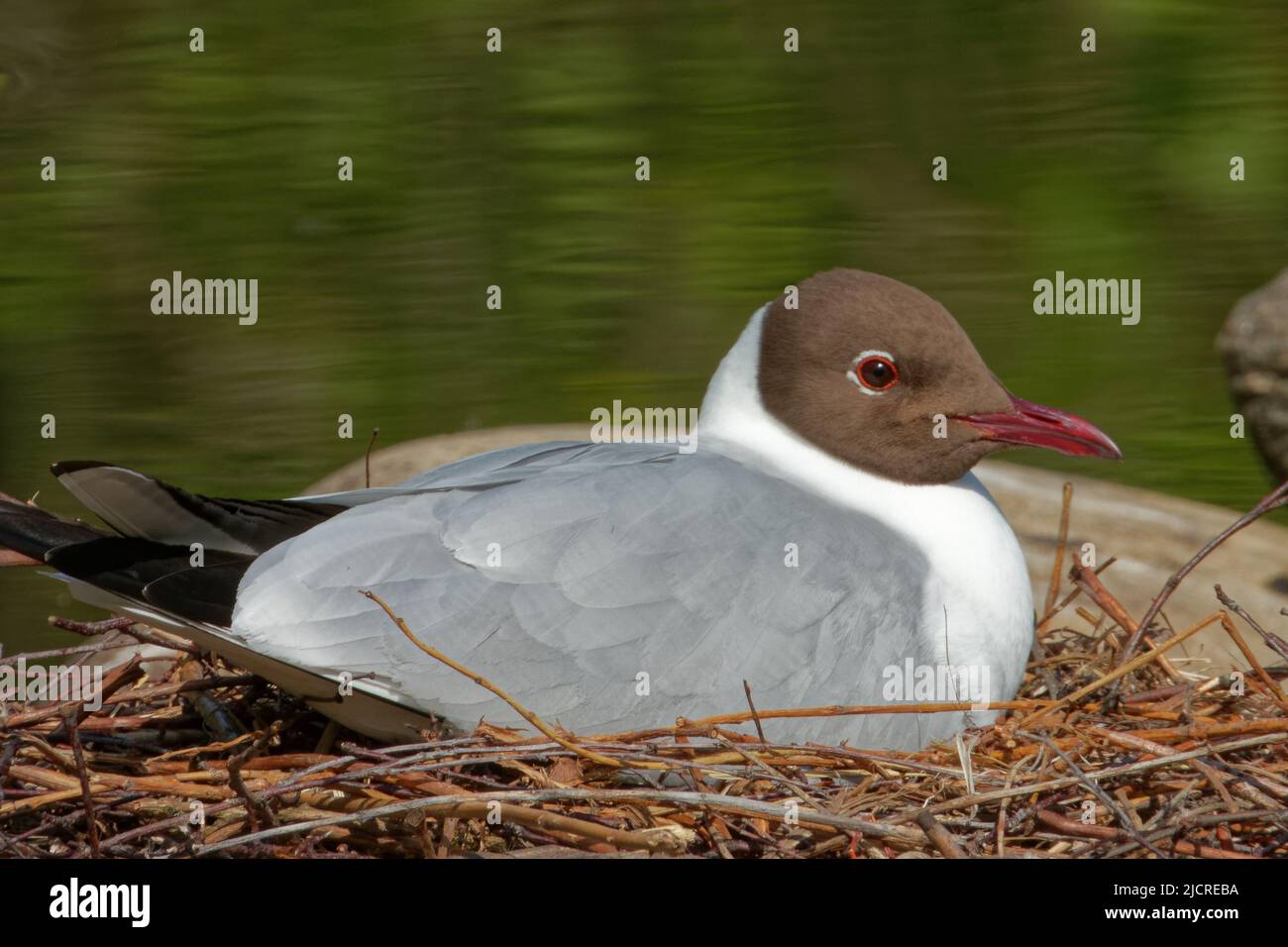 Black-headed gull (Chroicocephalus ridibundus) is a small gull that breeds in much of the Palearctic. Stock Photo
