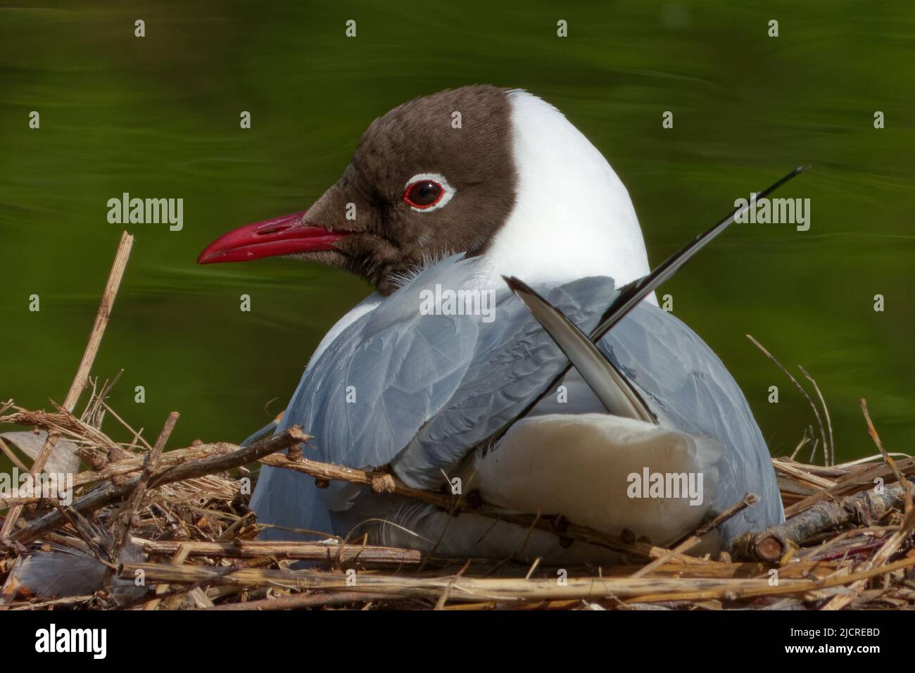 Black-headed gull (Chroicocephalus ridibundus) is a small gull that breeds in much of the Palearctic. Stock Photo