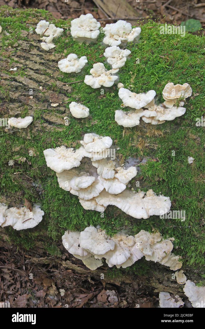 Bracket Fungus (Trametes pubescens) Cluster on a log. Austria Stock Photo