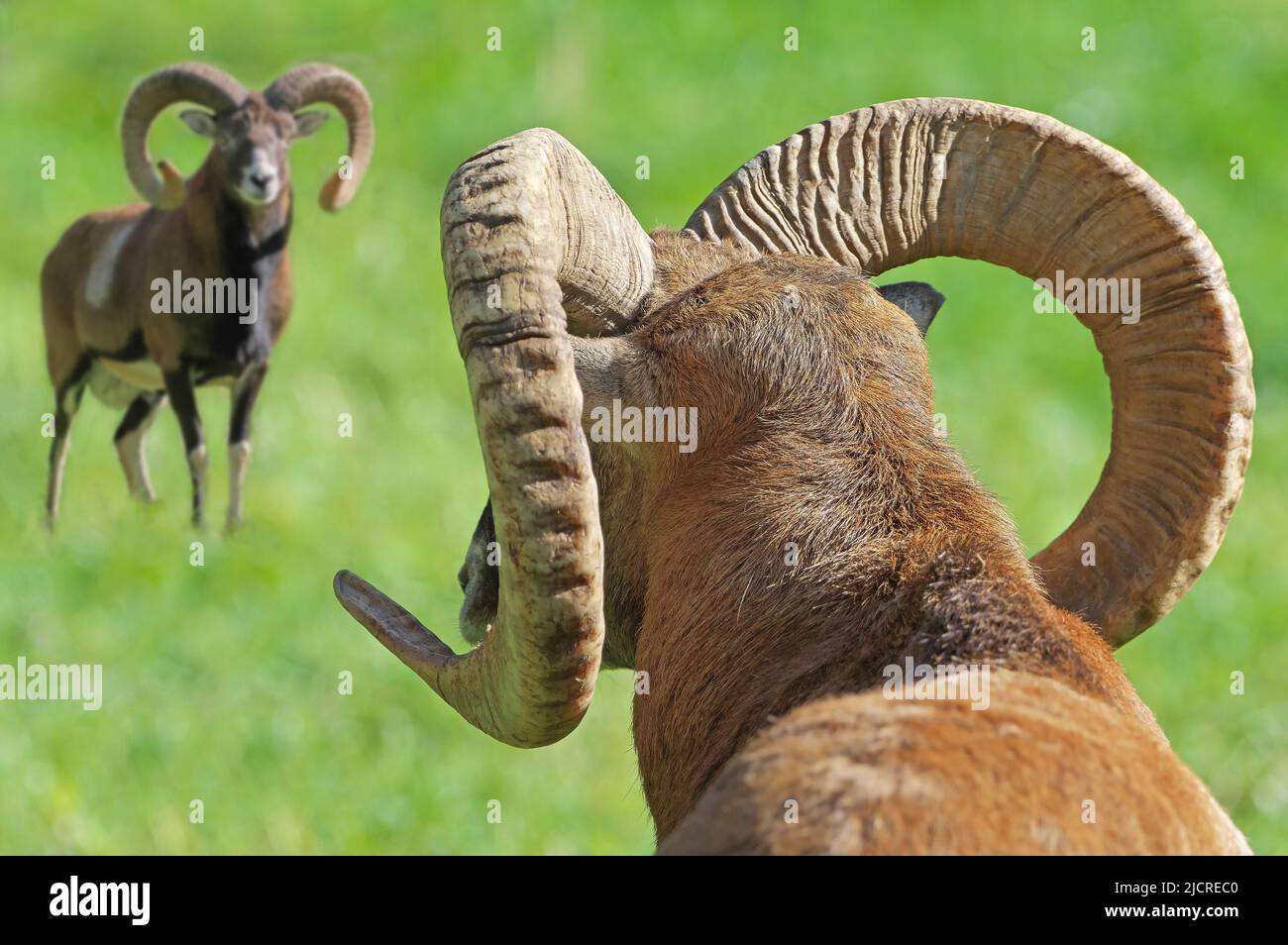 European Mouflon  (Ovis orientalis musimon). Two rams, eye to eye. Austria Stock Photo