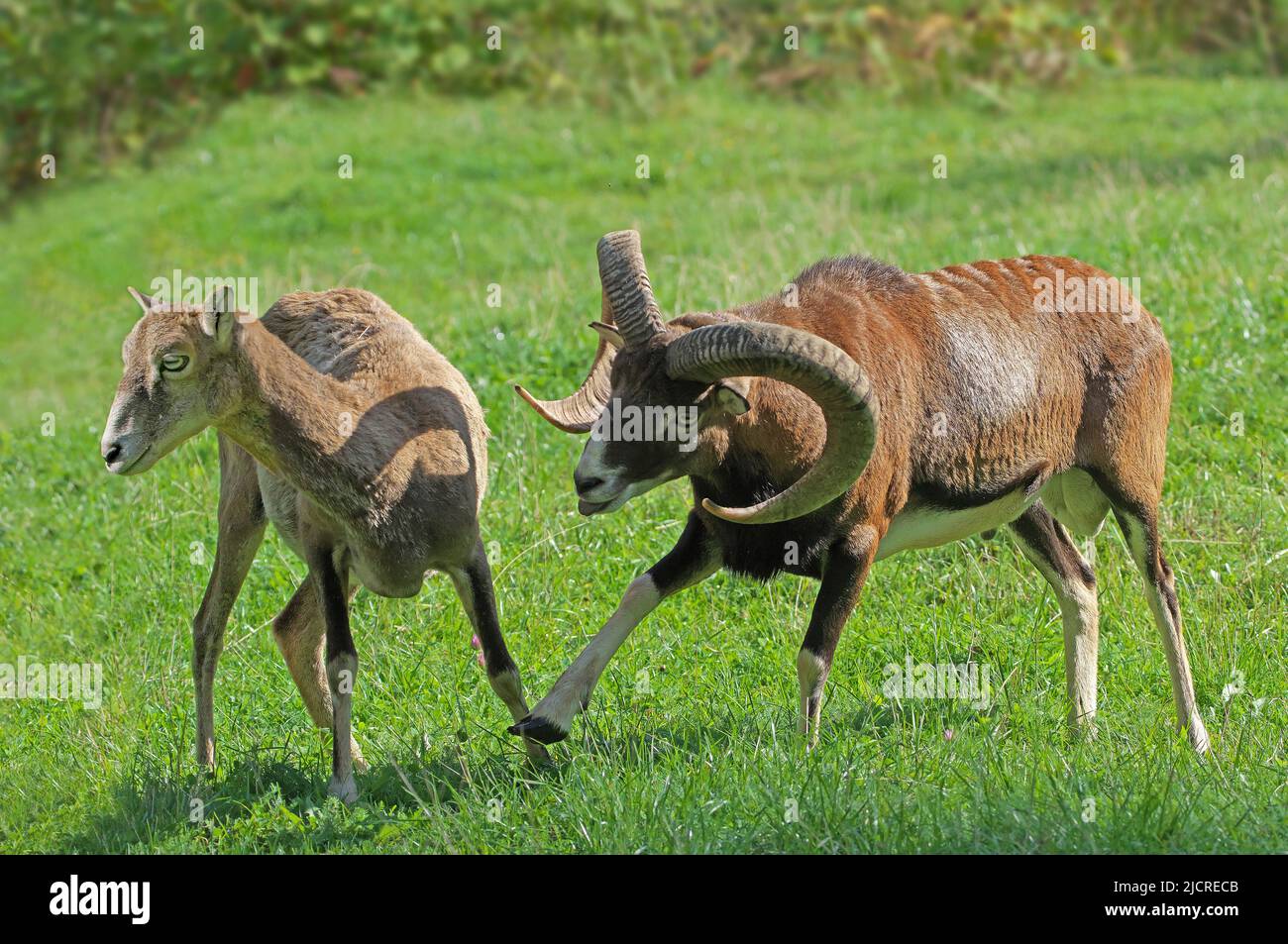 European Mouflon  (Ovis orientalis musimon). Ram courting ewe. Austria Stock Photo