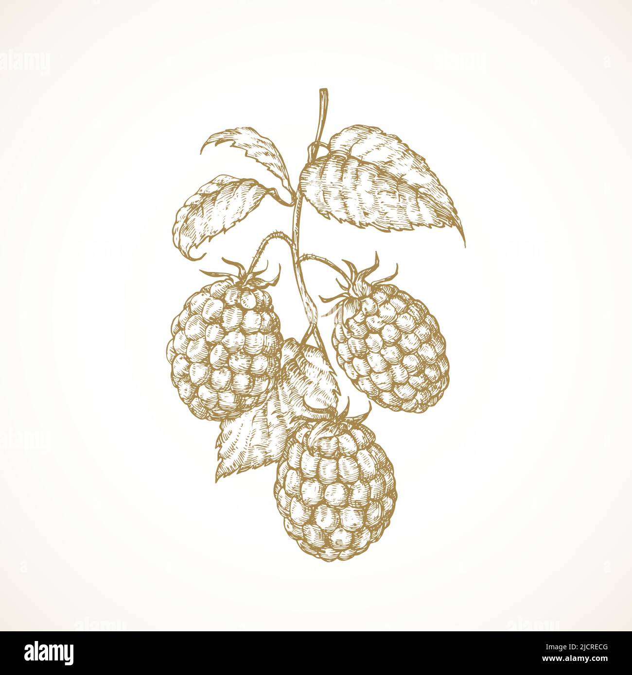 Raspberry Branch. Hand Drawn Sketch Berries with Leaves Vector ...