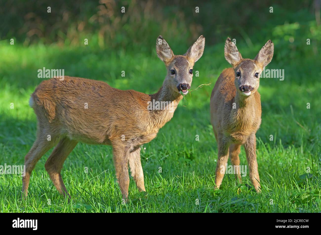 Roe Deer (Capreolus capreolus). Two juveniles in a forest meadow in September. Austria Stock Photo