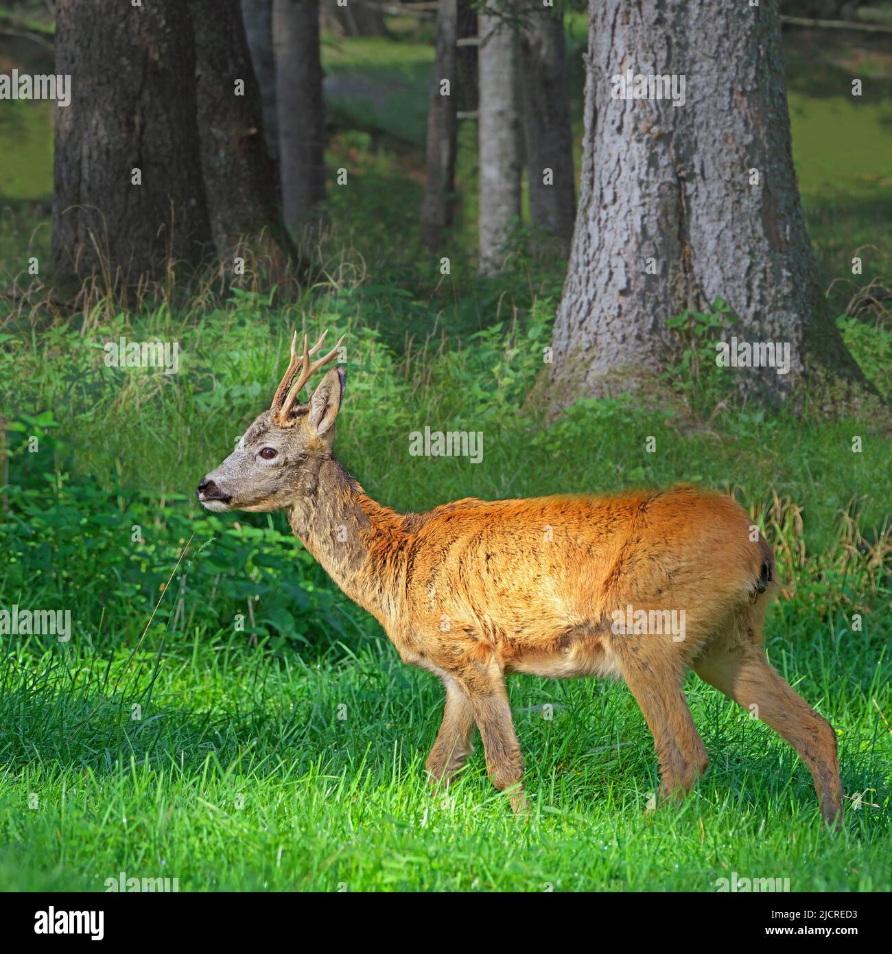 Roe Deer (Capreolus capreolus). Buck at the time of the beginning change of coat walking in the forest. September, Austria . Stock Photo