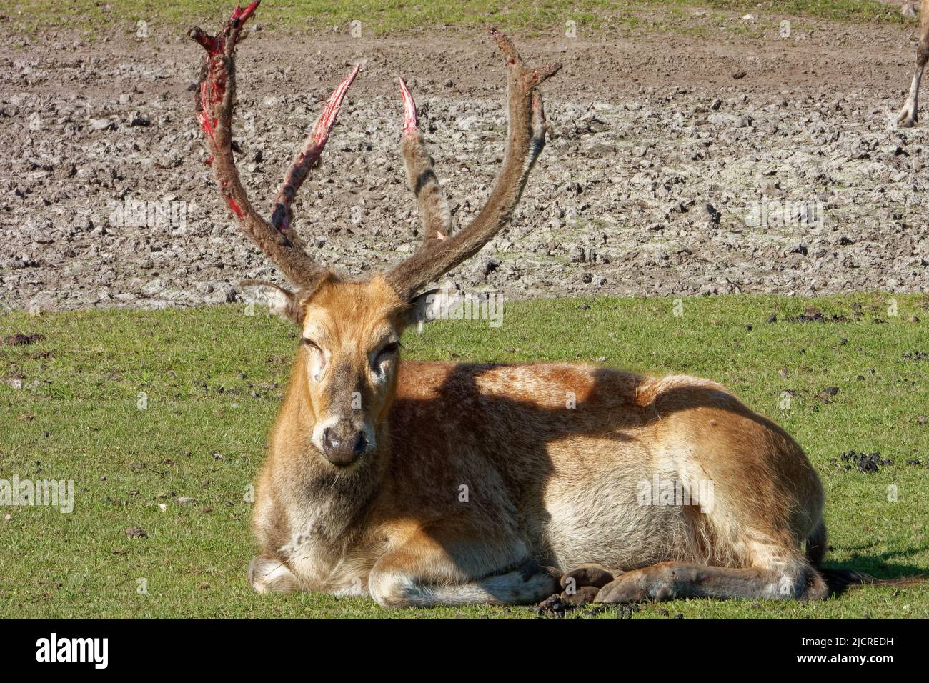 Pere David's deer (Elaphurus davidianus), also known as the milu, male, with bleeding horns. Stock Photo