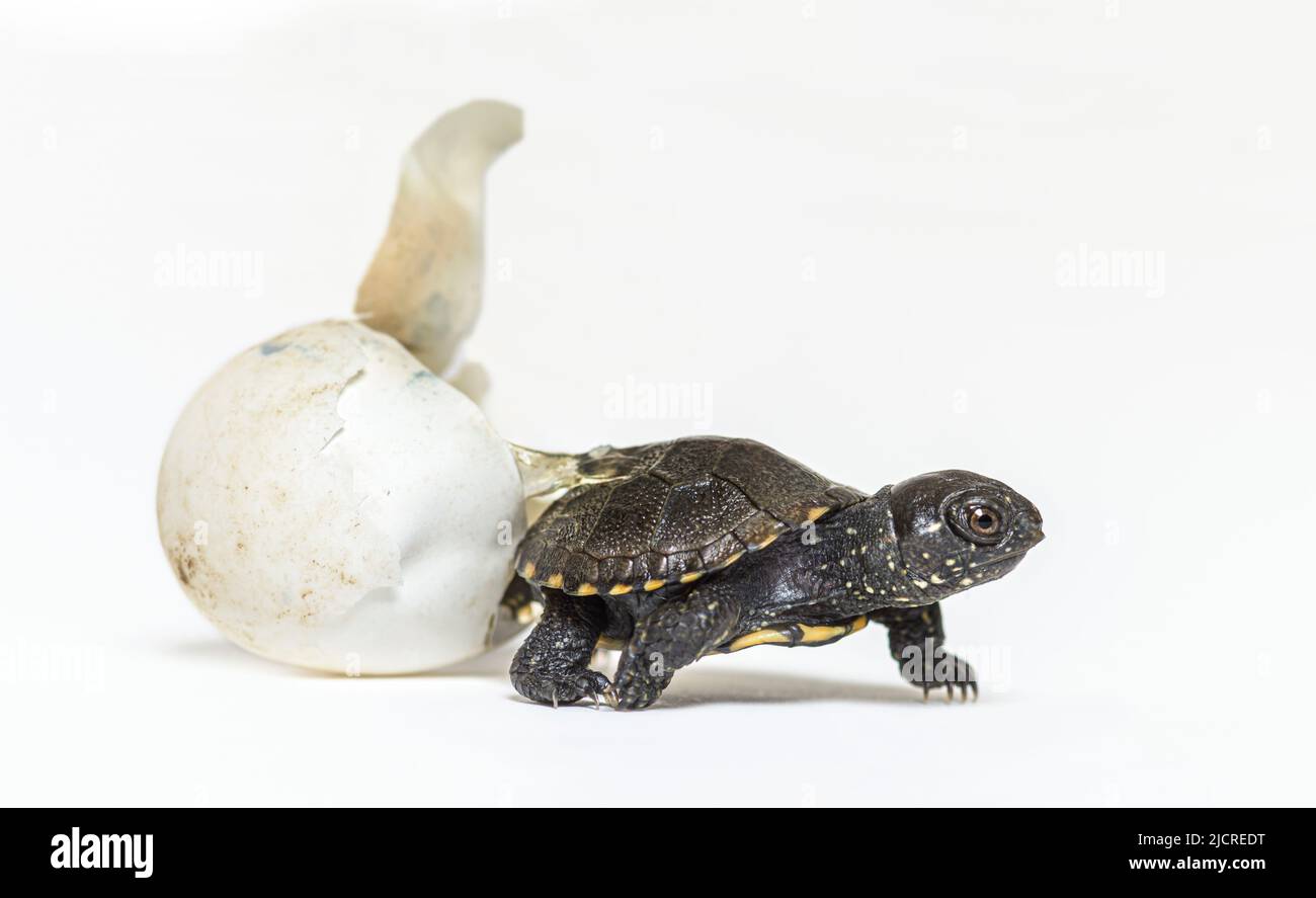 European pond turtle hatching from its egg Stock Photo Alamy
