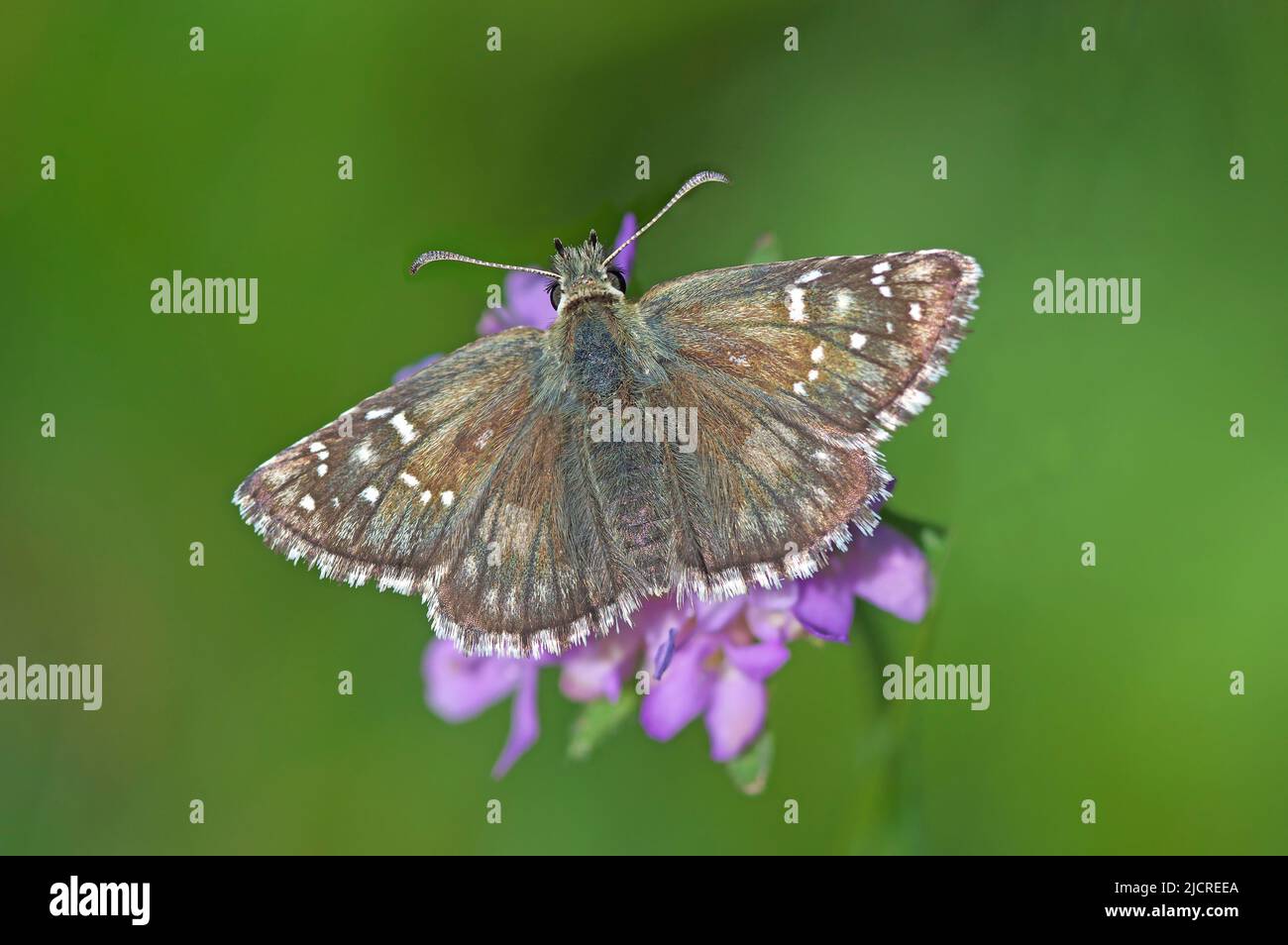 Grizzled Skipper (Pyrgus malvae). Butterfly on flowers, Austria Stock Photo